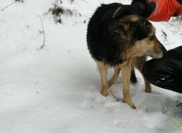 Near Grodno, a dog drowned in a lake. Rescue divers came to the rescue - Dog, Friend of human, Rescuers, Republic of Belarus, Grodno, Video, Longpost, Ministry of Emergency Situations