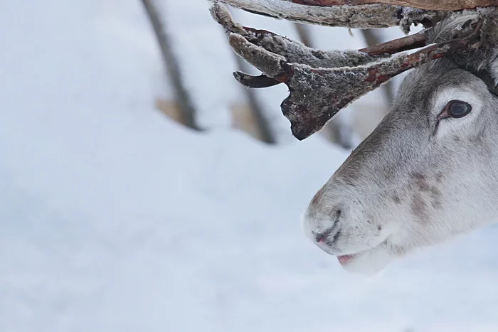 Several interesting features from the life of reindeer - Animals, Wild animals, Reindeer, Yandex Zen, Longpost