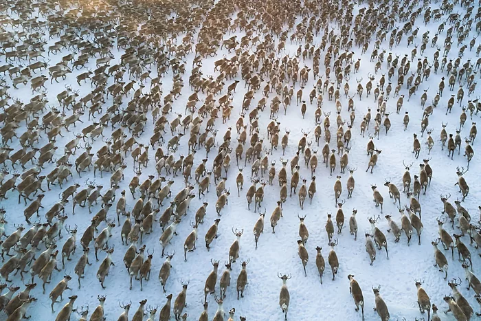 Several interesting features from the life of reindeer - Animals, Wild animals, Reindeer, Yandex Zen, Longpost