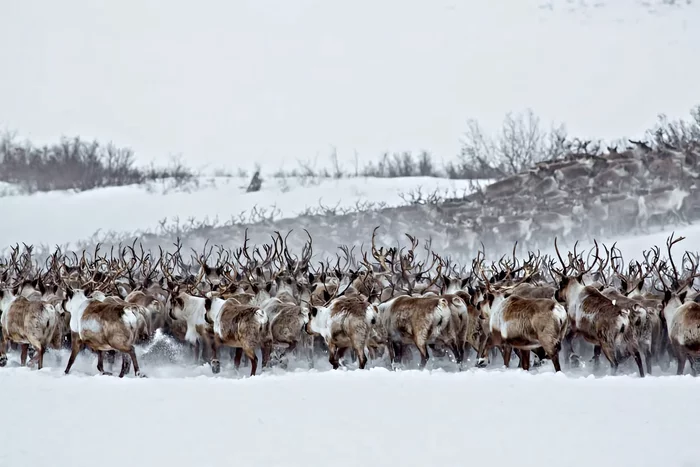 Several interesting features from the life of reindeer - Animals, Wild animals, Reindeer, Yandex Zen, Longpost