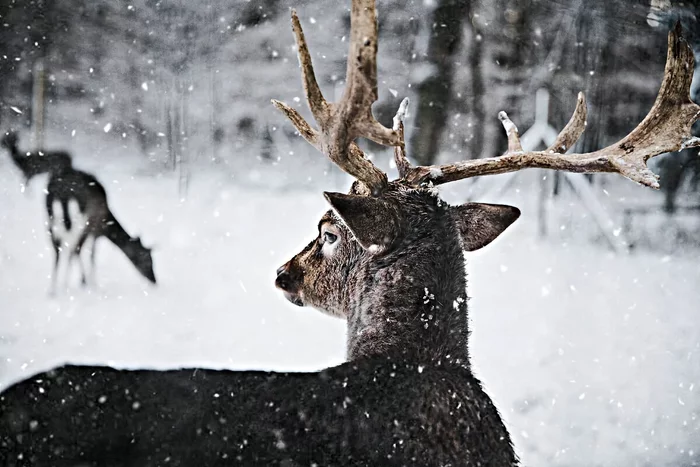 Several interesting features from the life of reindeer - Animals, Wild animals, Reindeer, Yandex Zen, Longpost