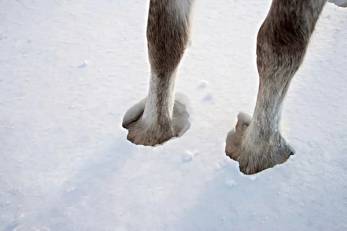 Several interesting features from the life of reindeer - Animals, Wild animals, Reindeer, Yandex Zen, Longpost