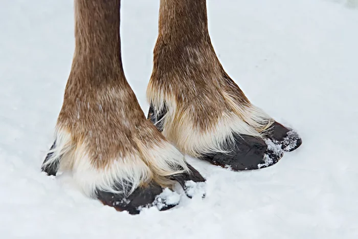 Several interesting features from the life of reindeer - Animals, Wild animals, Reindeer, Yandex Zen, Longpost