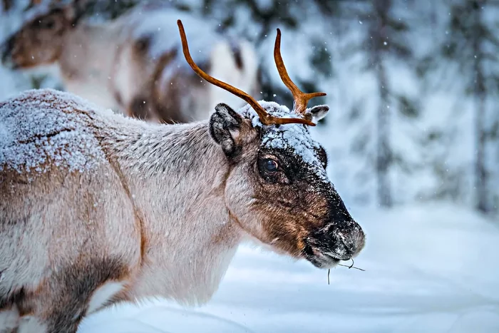 Several interesting features from the life of reindeer - Animals, Wild animals, Reindeer, Yandex Zen, Longpost