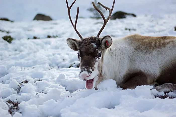 Several interesting features from the life of reindeer - Animals, Wild animals, Reindeer, Yandex Zen, Longpost