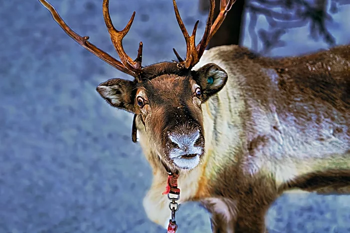 Several interesting features from the life of reindeer - Animals, Wild animals, Reindeer, Yandex Zen, Longpost