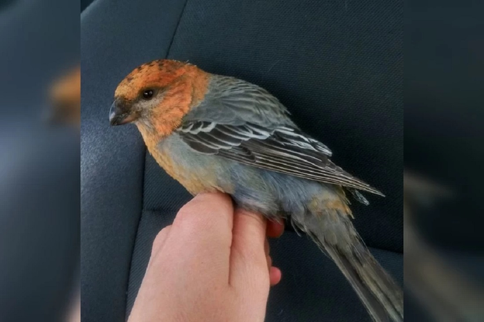 Спасение "финского попугая"