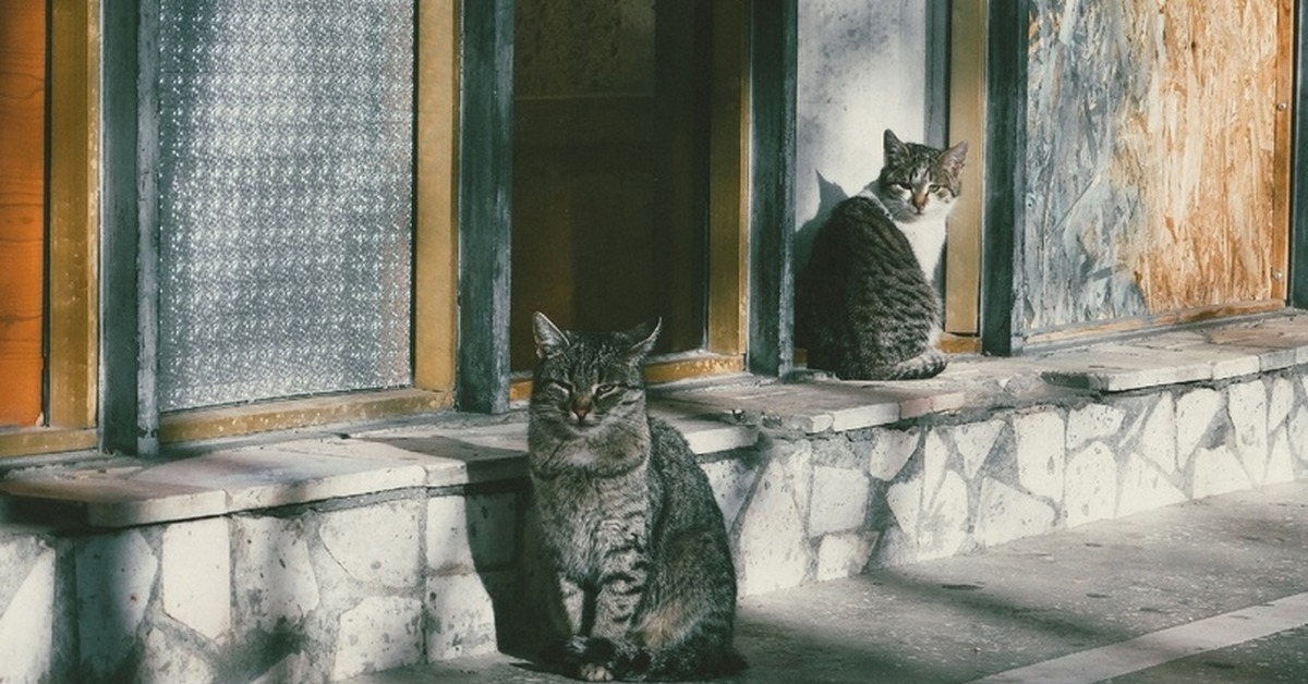 Hermitage cats огэ. Эрмитажные коты.