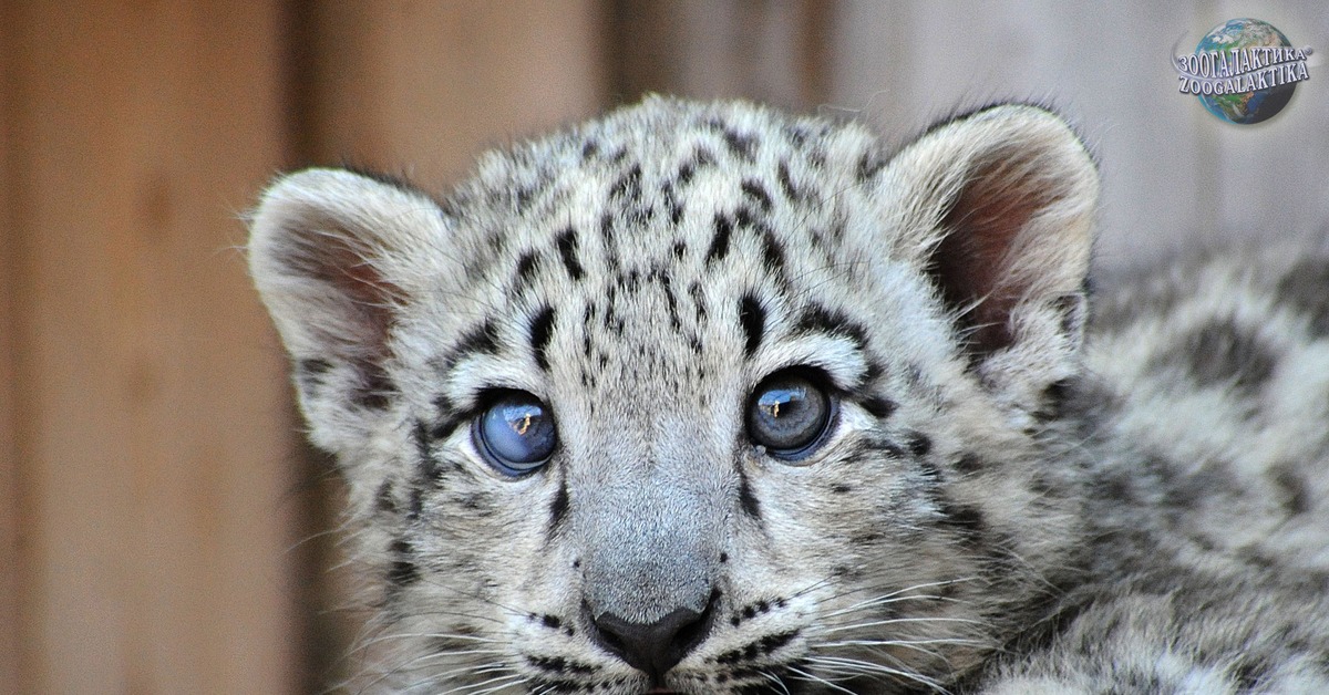 Барс красный. Ирбис (снежный Барс) uncia uncia. - Снежный Барс (Panthera uncia. Ирбис, или снежный Барс (uncia uncia, Panthera uncia). Снежный Барс Ирбис Детеныши.