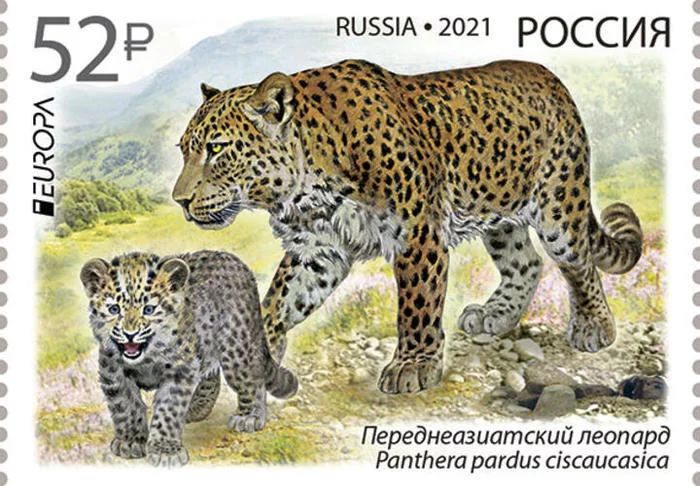 A leopard from the Sochi National Park appeared on a postage stamp - Leopard, Big cats, Stamps, Interesting, National park, Sochi, Rare view, Persian leopard