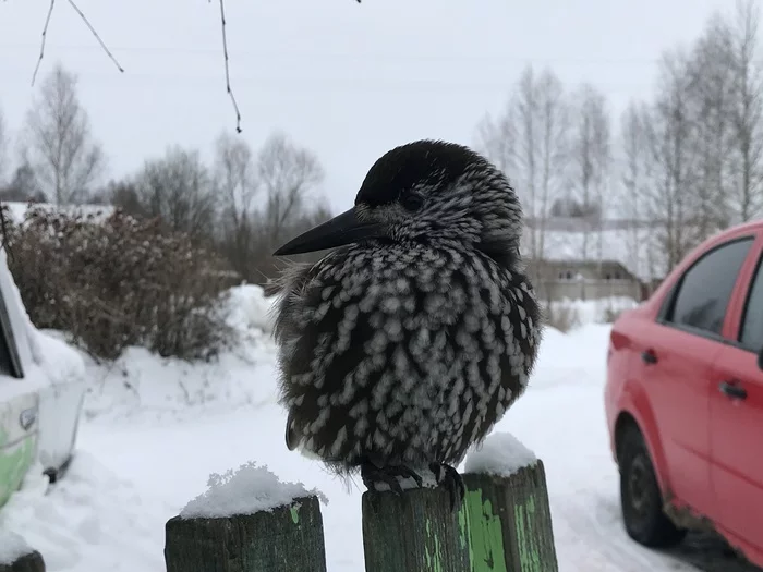 Birdie - My, No rating, What kind of bird?, Winter, Longpost