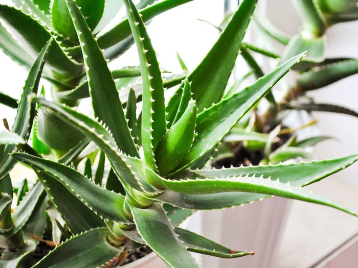 Medicinal properties of aloe - My, Useful, ethnoscience, Aloe, Health, Medicinal herbs