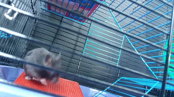 My hamster - Animals, Funny animals, Pets, Hamster, Syrian hamster, Video, Longpost