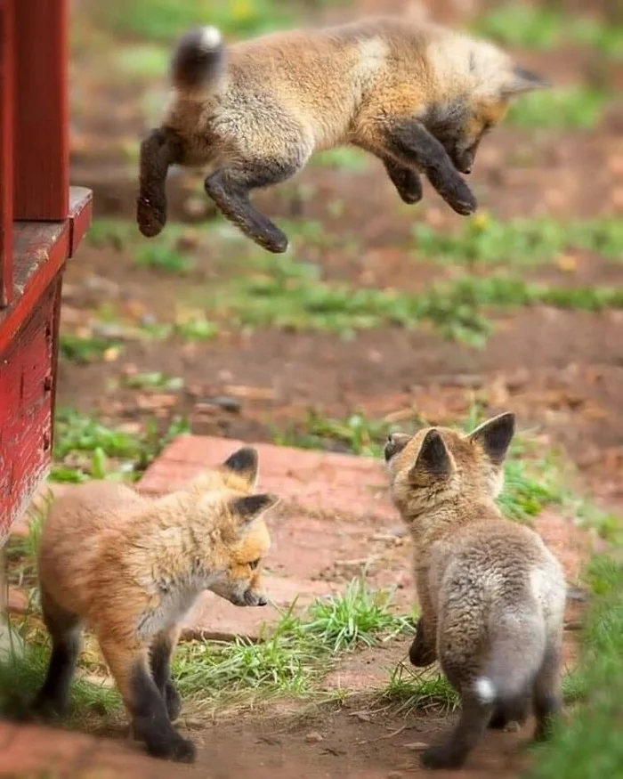 Jump - Fox, Bounce, Fox cubs, Milota, Animals, The photo