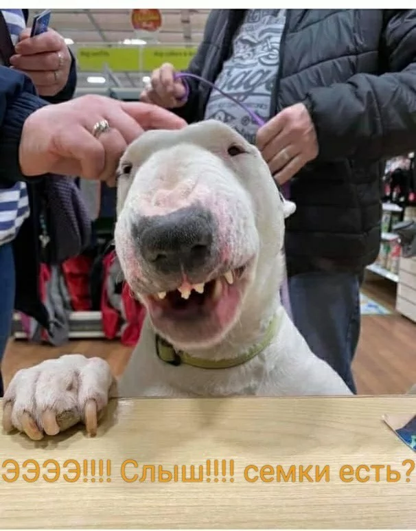 When shit is in your blood! - Dog, Bull terrier, Gopniks, Seeds