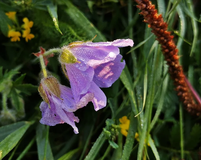 Nature of Siberia - My, Travels, Siberia, Holidays in Russia, Wild tourism, Flowers, wildlife, The nature of Russia, Longpost, The photo