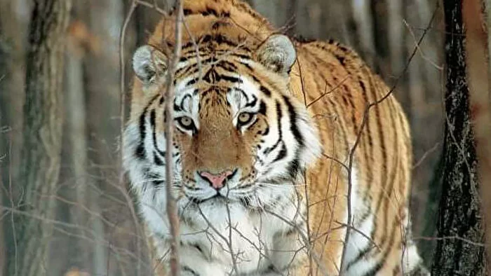 In Primorye, a tiger “helped” hunting authorities catch poachers) - Tiger, Amur tiger, Big cats, Primorsky Krai, Poachers, Capture, Criminal case, Wild animals, Supervision, Ungulates, Izyubr, Риа Новости