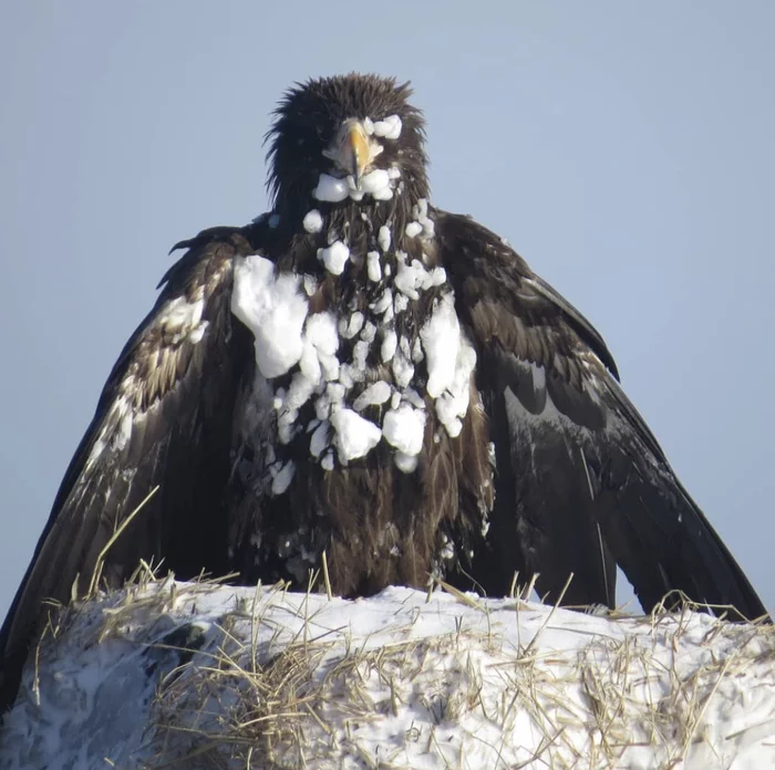 Swept away - Kurile Islands, Blizzard, Birds, Eagle