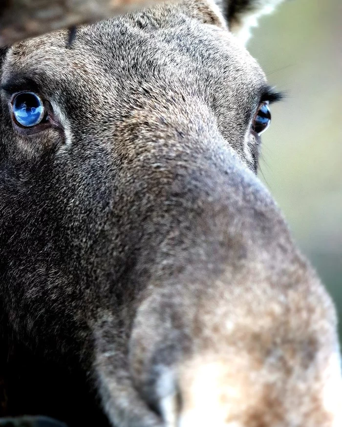 Blue-eyed moose - My, Elk, The photo, Wild animals