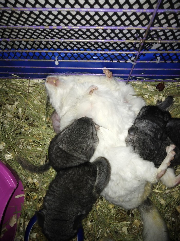 ������� �����������