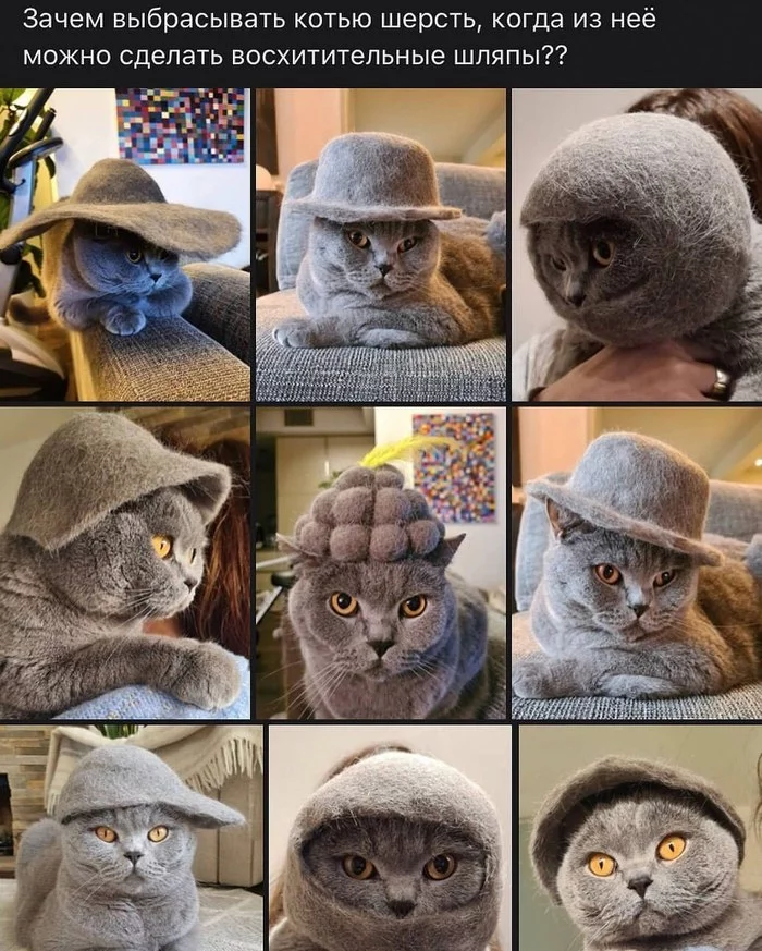 Fashion 2021 - cat, Animals, Hat, Cap, Wool, Needlework without process, Humor, The photo