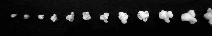 Rice. 3. Representative series of popcorn popping stages - My, Popcorn, Shnobel Prize, Games, Food for thinking