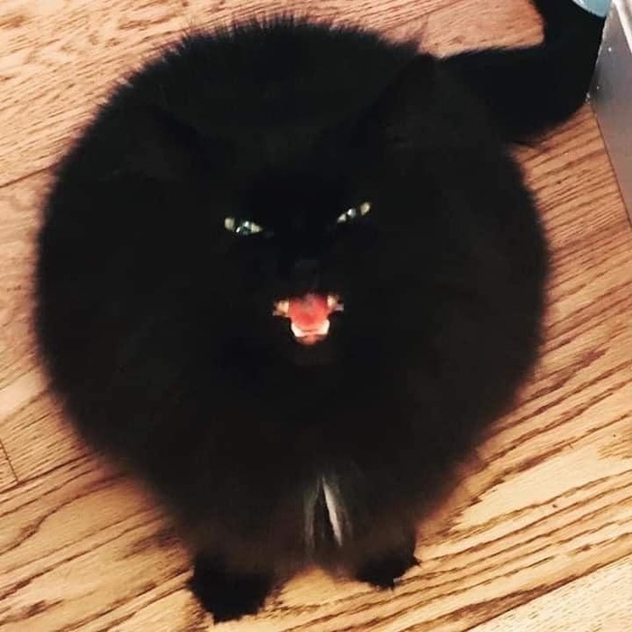Недовольный комок тьмы Кот, Черный кот