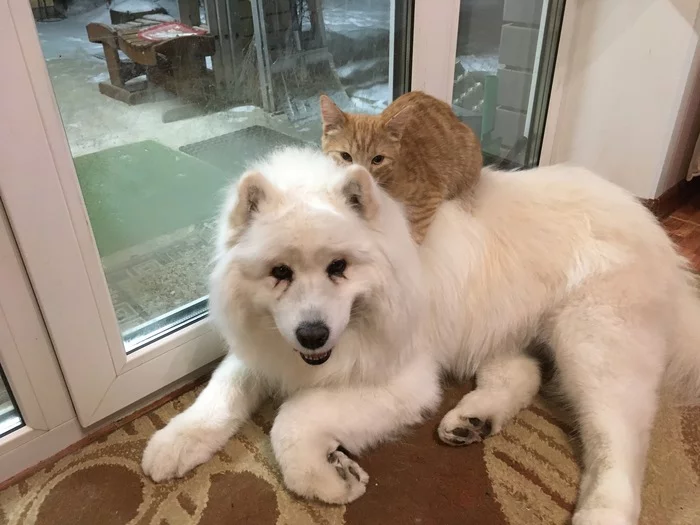 Кот и собака - Моё, Собака, Коты и собаки вместе, Дружба, Длиннопост, Кот