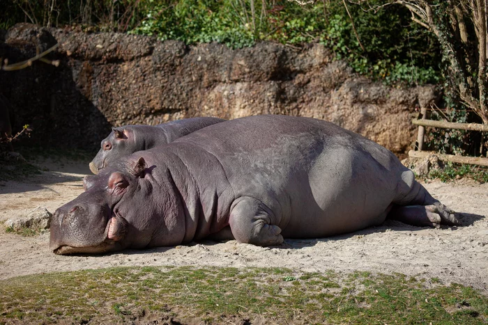 Sweet dream of mother hippo - hippopotamus, Young, Dream, Wild animals, Zoo, The national geographic, The photo, Milota, Animals