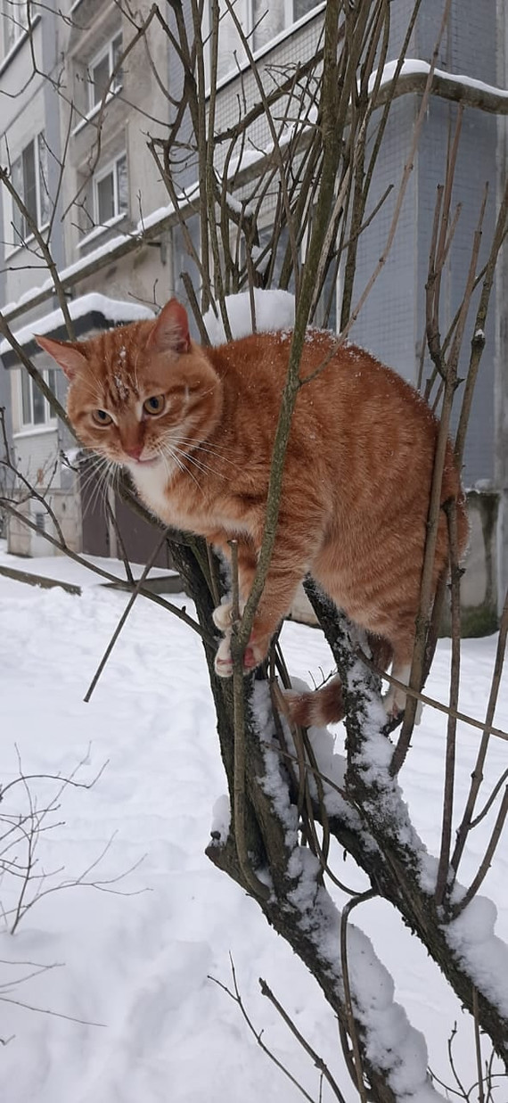 Someone threw two ginger cats onto the street in the Leningrad region (Tosno). We are urgently looking for a home! - My, cat, Redheads, In good hands, No rating, Saint Petersburg, Leningrad region, Longpost