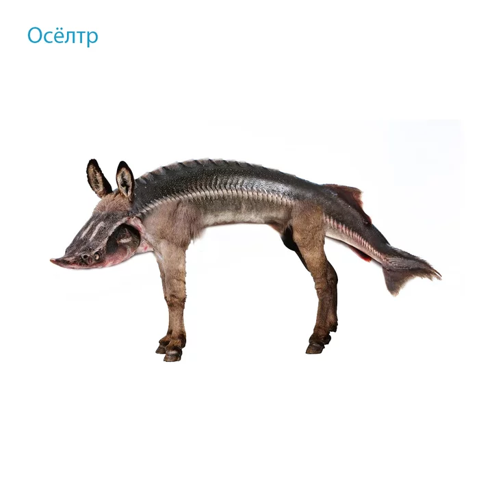 Oseltr - My, Donkey, Sturgeon, Mutant, Animals, Wordplay, Pacon, Strange humor