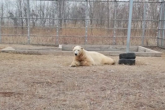 Rostik in China - The Bears, Polar bear, Rostik, Wild animals, Novosibirsk Zoo, China, Zoo, Qingdao, The photo