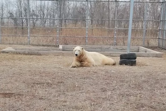 Rostik in China - The Bears, Polar bear, Rostik, Wild animals, Novosibirsk Zoo, China, Zoo, Qingdao, The photo