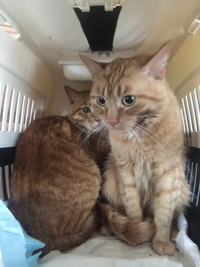 Continuation of the post “Someone threw two ginger cats onto the street in the Leningrad region (Tosno). We are urgently looking for a home!” - My, cat, Redheads, Saint Petersburg, Leningrad region, Reply to post, In good hands, No rating