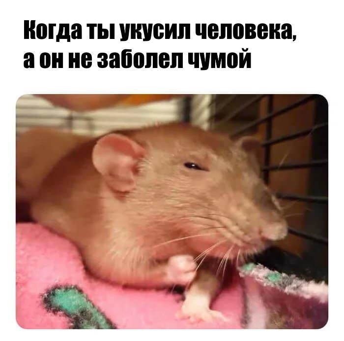 A selection of humor about rats from the Internet - My, Rat, Decorative rats, Humor, Longpost, Picture with text