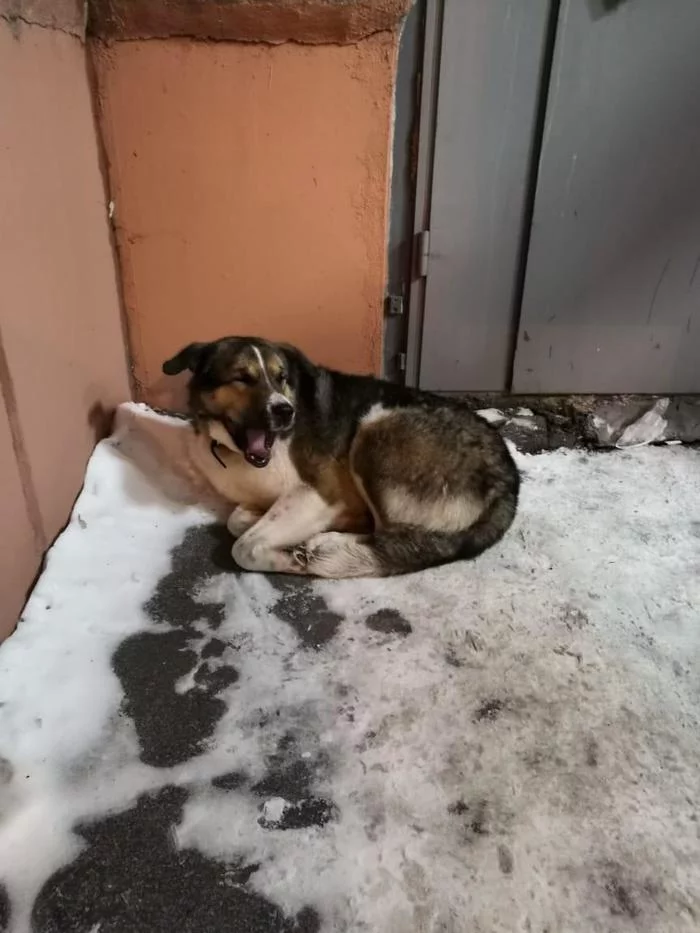 Lost. Moscow, Nagatino. Dog - My, Found a dog, Nagatino, Moscow, No rating, Dog