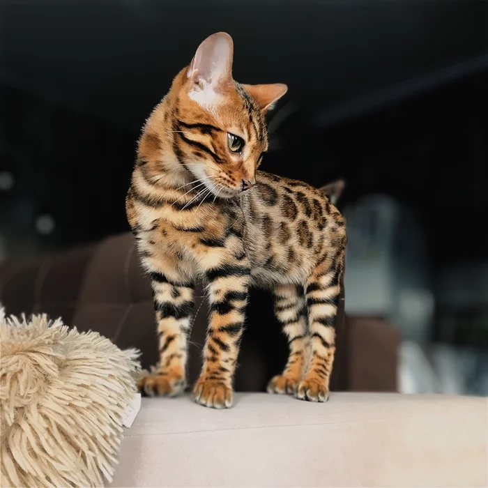 Bengal cat - My, Bengal cat, cat, Longpost