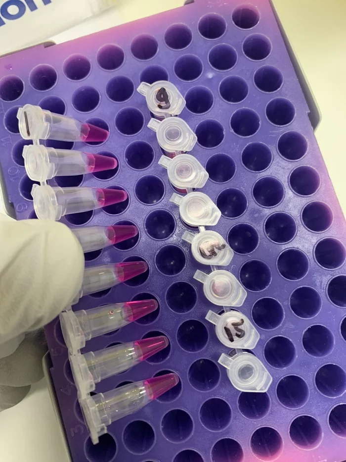 PCR: how it's done. Part 1 - My, PCR, Biology, Laboratory, The science, How is it done, Work, Longpost
