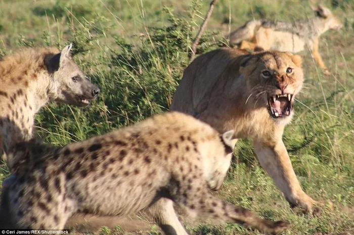 Lions and Hyenas: Endless Battle for the Title of King of the Savannah - a lion, Hyena, Wild animals, Yandex Zen, Animals, Longpost, Spotted Hyena, Africa, Informative