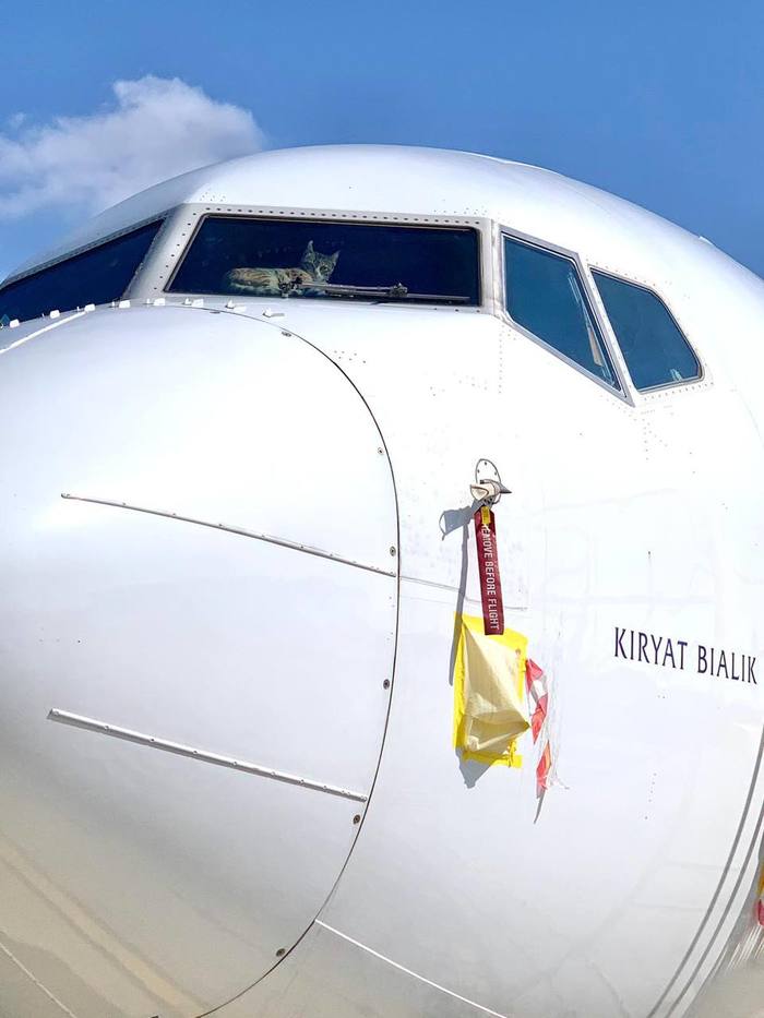 Кот в кабине Авиация, Кот, Boeing 737, Длиннопост
