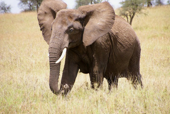 Интересные факты о слонах Слоны, Слоненок, Животные, Дикие животные, Интересное, Факты, Интересно узнать, Длиннопост
