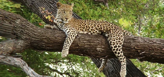 4 pairs of leopards formed in Sochi - Leopard, Big cats, Wild animals, Recovery, Population, Caucasus, Краснодарский Край, Sochi, Reproduction, Rare view, National park, Persian leopard