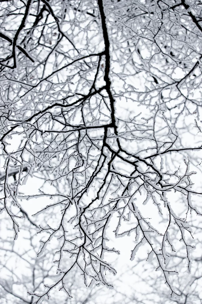 Snow lightning - My, Tree, Winter, Snow, Branch, Lightning, Illusion, Similarity