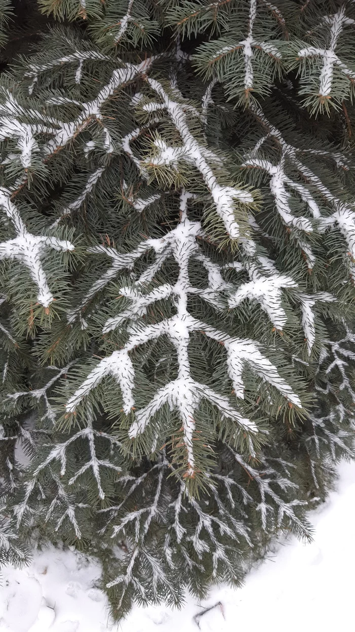 Reply to the post Snow on pine branches - My, Mobile photography, Winter, Snow, Blue Spruce, Reply to post, Longpost