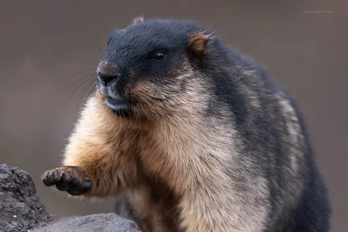 Everything's under control! - Marmot, Kamchatka, Wild animals, Red Book, Longpost