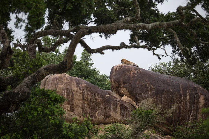 Leopard on vacation - Leopard, Big cats, Wild animals, National park, Sri Lanka, wildlife, Nature, Relaxation, Asia, Southern Asia, The photo