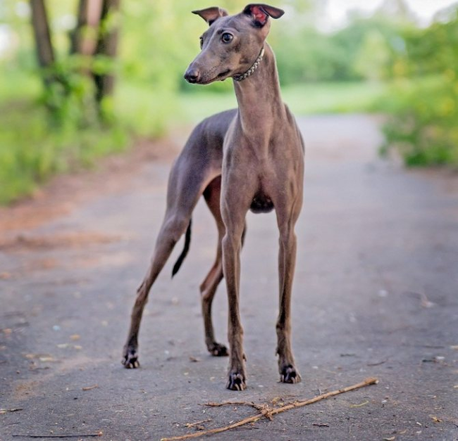 Description of the dog Italian Greyhound! - Pets, Dog, Dog breeds, Italian greyhound, Video, Longpost