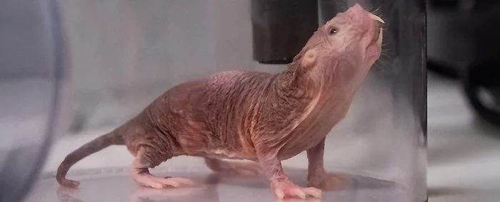 The accent of naked mole rats is directly related to the accent of their queen. - Naked mole rats, Rodents, Africa, Wild animals, Informative, Neurobiology, Scientists, Berlin, , Germany, Animals, Unusual, Accent, Video, Longpost