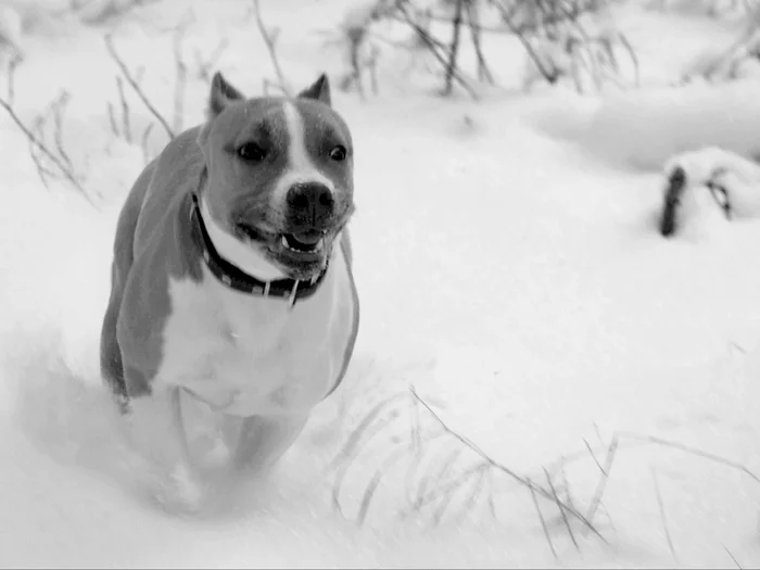 Amstaff in the winter forest - My, Amstaff, The photo, Dog