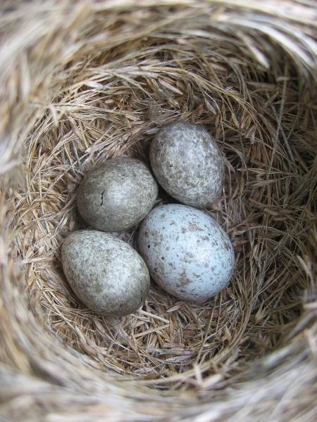 mother cuckoo - My, Cuckoo, Mum, Motherhood, Nanny, Wild animals, Birds, Parents and children, Young parents